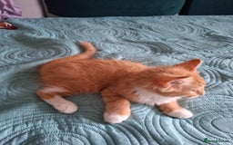 Bombay cats for sale: Two kittens, ginger(male) and black ( female) - Image 1