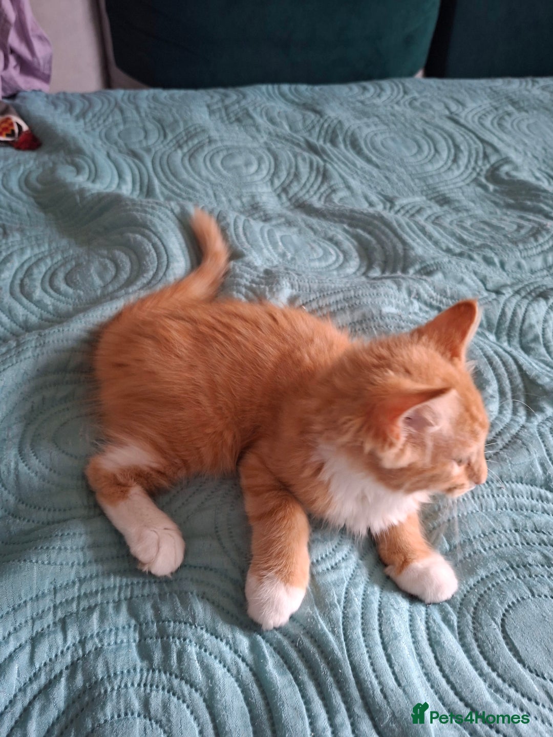Bombay cats for sale: Two kittens, ginger(male) and black ( female) - Image 1