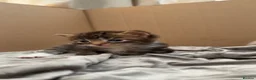 Domestic Shorthair cats for sale: Mixed litter of kittens - Advert 9