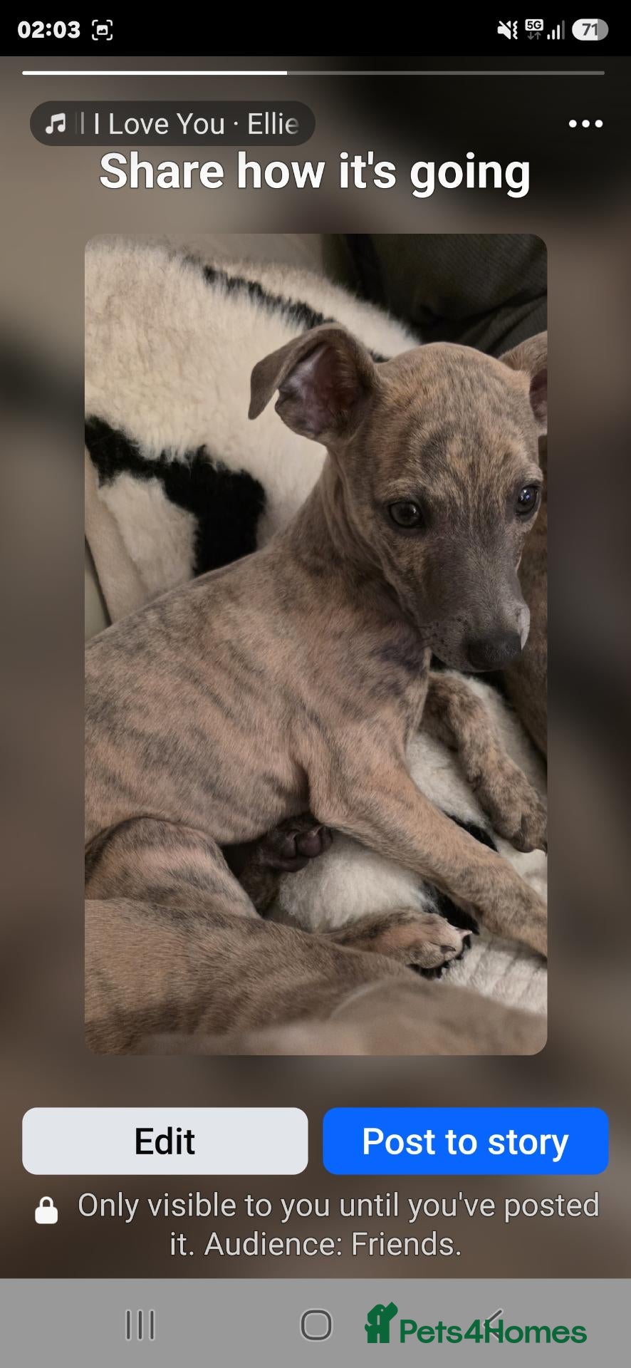 Whippet dogs Whippet - Advert 17