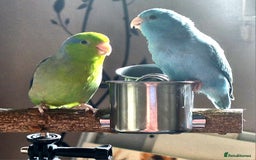 Parrots birds for sale: Pair of bonded parrotlets  - Image 4