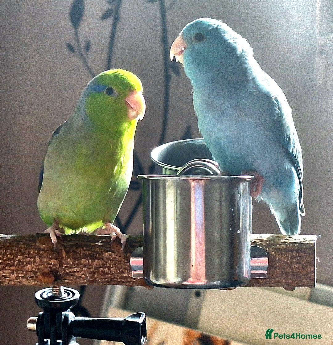 Parrots birds for sale: Pair of bonded parrotlets  - Image 4