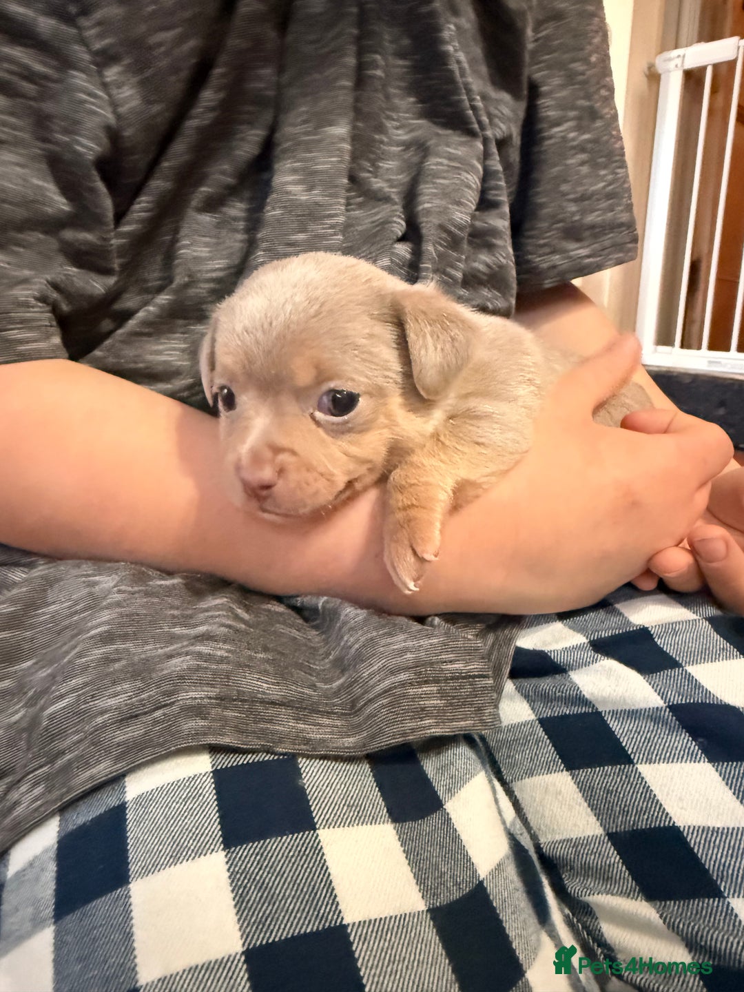 Mixed Breed dogs for sale: Outstanding chihuahua x miniature JRT puppies - Advert 9