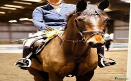 Irish Sports horses for sale: Happy Hacker / Companion  - Image 3