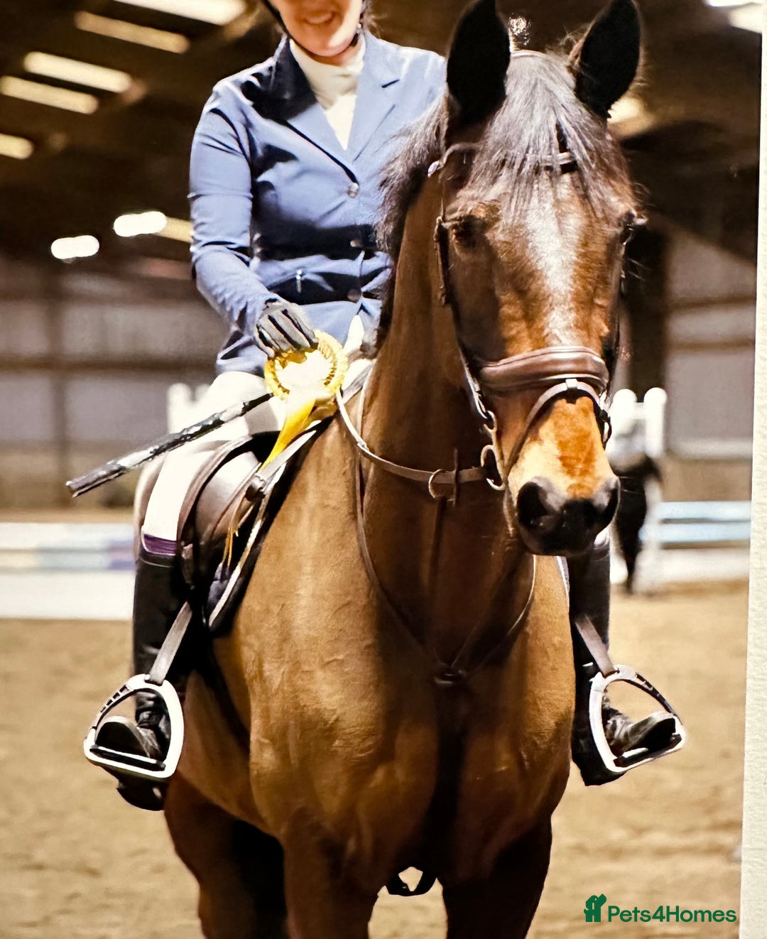 Irish Sports horses for sale: Happy Hacker / Companion  - Image 3