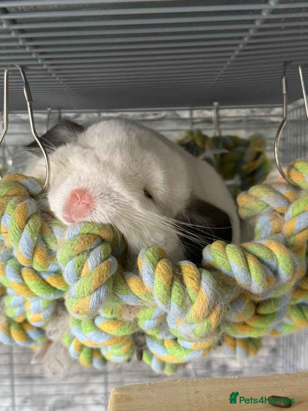 Chinchilla rodents for sale: 2 female chinchillas - Advert 2