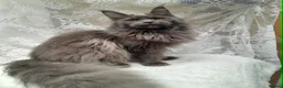 Maine Coon cats for sale: Solid blue maine coon girl - Advert 6
