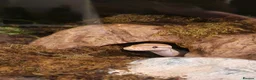 Python Snake reptiles for sale: Male Banana Ball Python in Dover - Advert 7