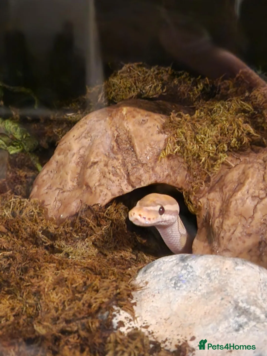 Python Snake reptiles for sale: Male Banana Ball Python in Dover - Advert 7