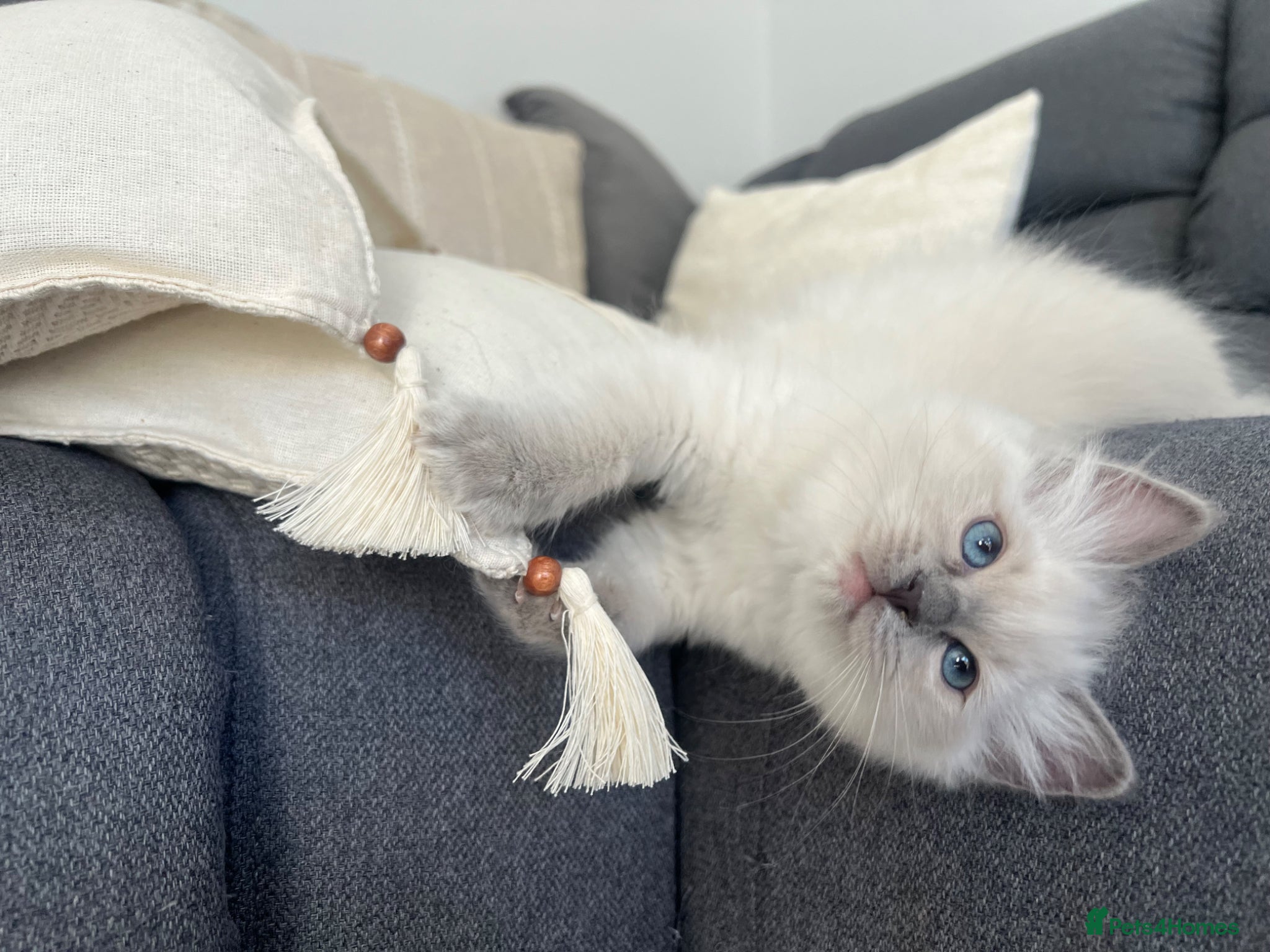 Ragdoll cats 🩵 READY NOW blue colourpoint ragdoll GIRL 🩵 - Advert 5