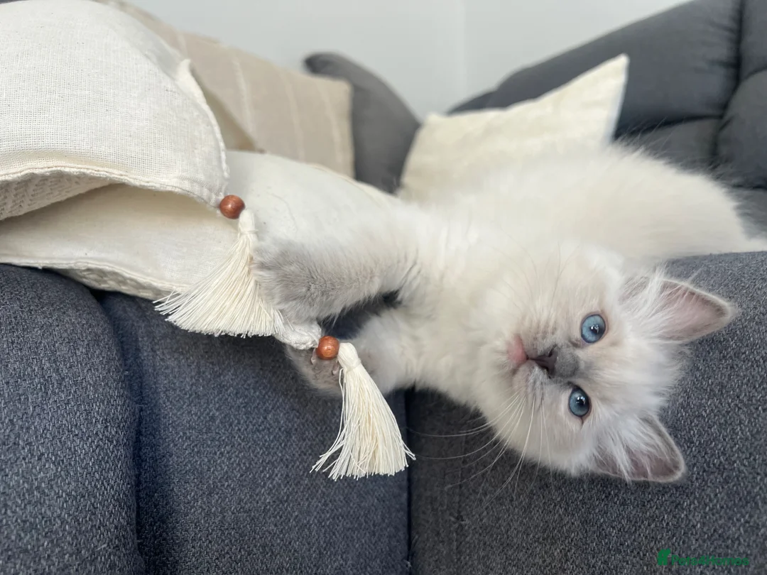 Ragdoll cats for sale: 🩵 READY NOW blue colourpoint ragdoll GIRL 🩵 - Advert 1