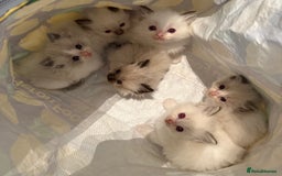 Ragdoll cats for sale: 💙🩷GCCF RAGDOLL KITTENS 3, 5 & 20WKS  AWARD WIN🥇 - Image 20