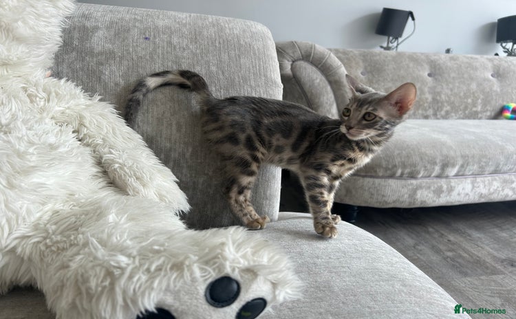 Bengal cats - Advert 15