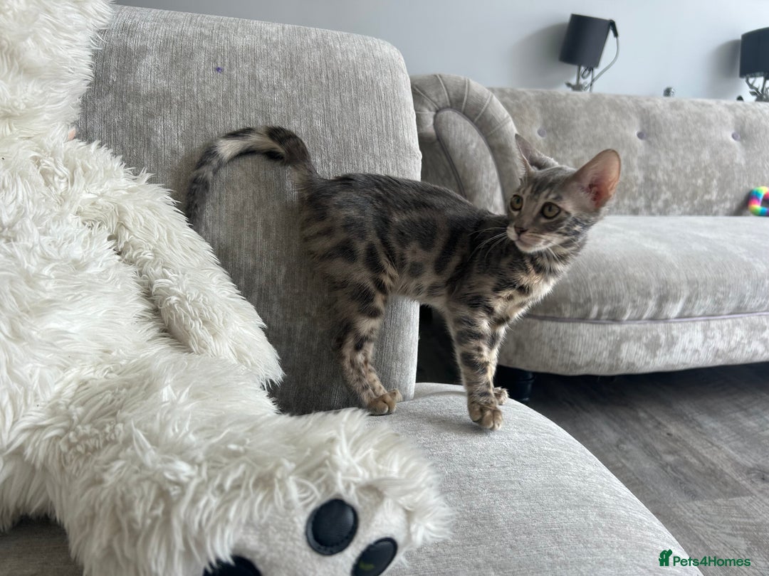 Bengal cats for sale: Adorable Female Blue Bengal Kitten TICA REG - Image 2