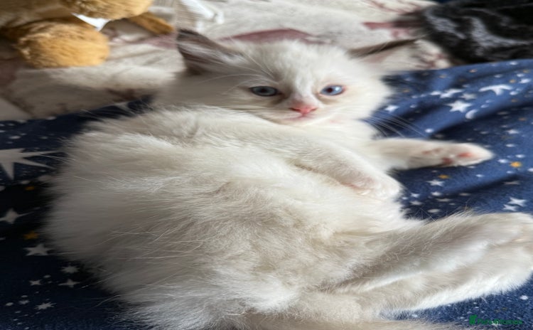 Ragdoll cats - Advert 13