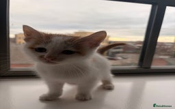 Mixed Breed cats for sale: Beautiful Mixed Kittens - Advert 2