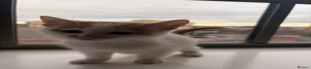 White and Ginger Male Kitten
