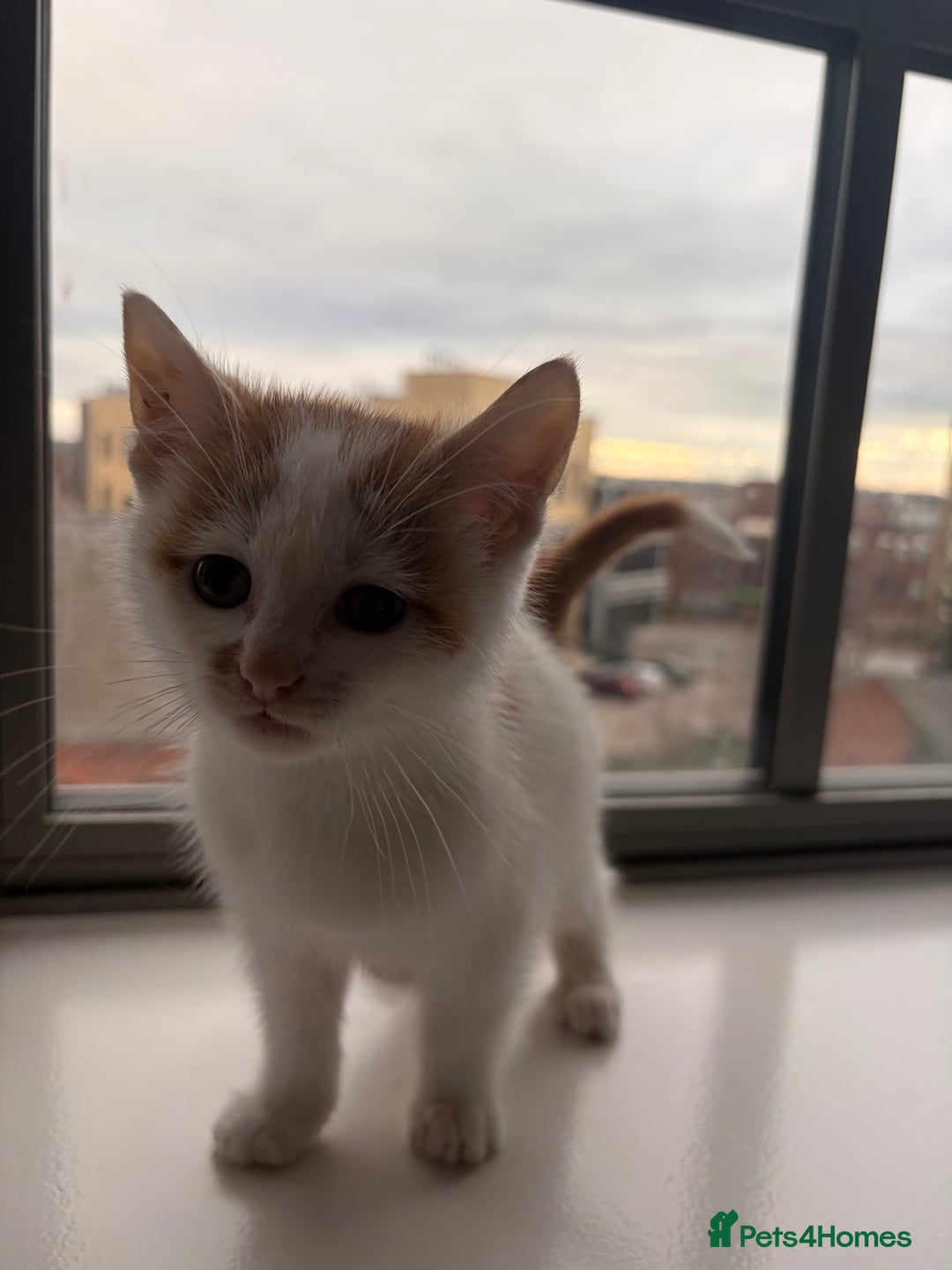 Mixed Breed cats for sale: Beautiful Mixed Kittens - Advert 2