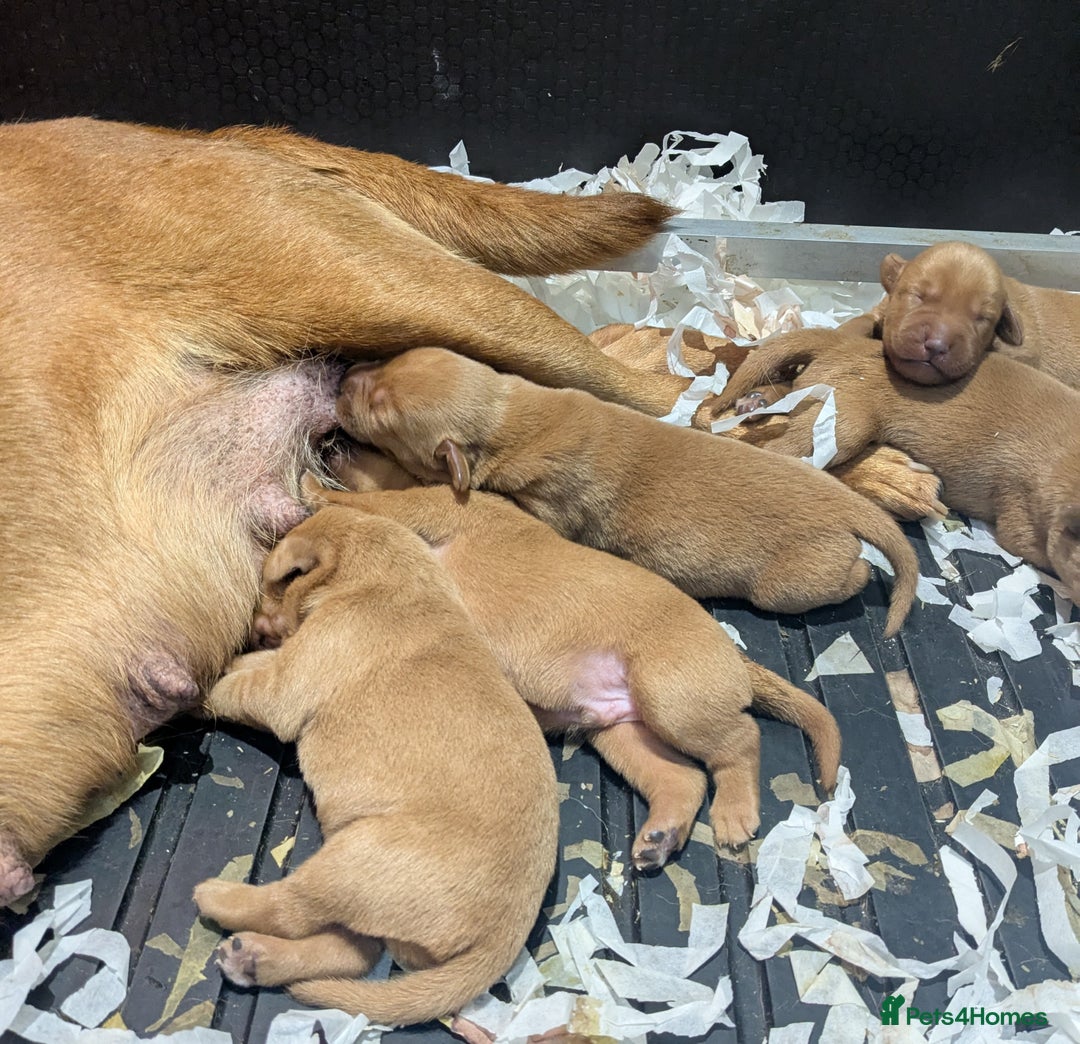 Labrador Retriever dogs for sale: Deep fox red Labrador Puppies,FULLY TESTED PARENTS - Image 3