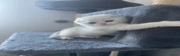 Scottish Fold cats for sale: Adorable Scottish Fold Kittens - Advert 3
