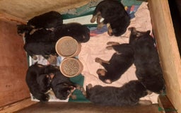 Mixed Breed dogs for sale: Rottwiller/Bernese Mountain dog puppies - Image 3