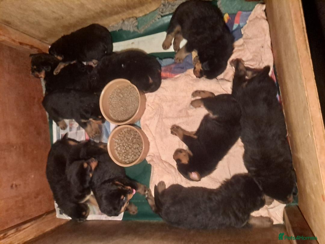 Mixed Breed dogs for sale: Rottwiller/Bernese Mountain dog puppies - Image 3