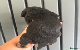 Mixed Breed dogs for sale: Beagle x poodle puppies  - Image 13