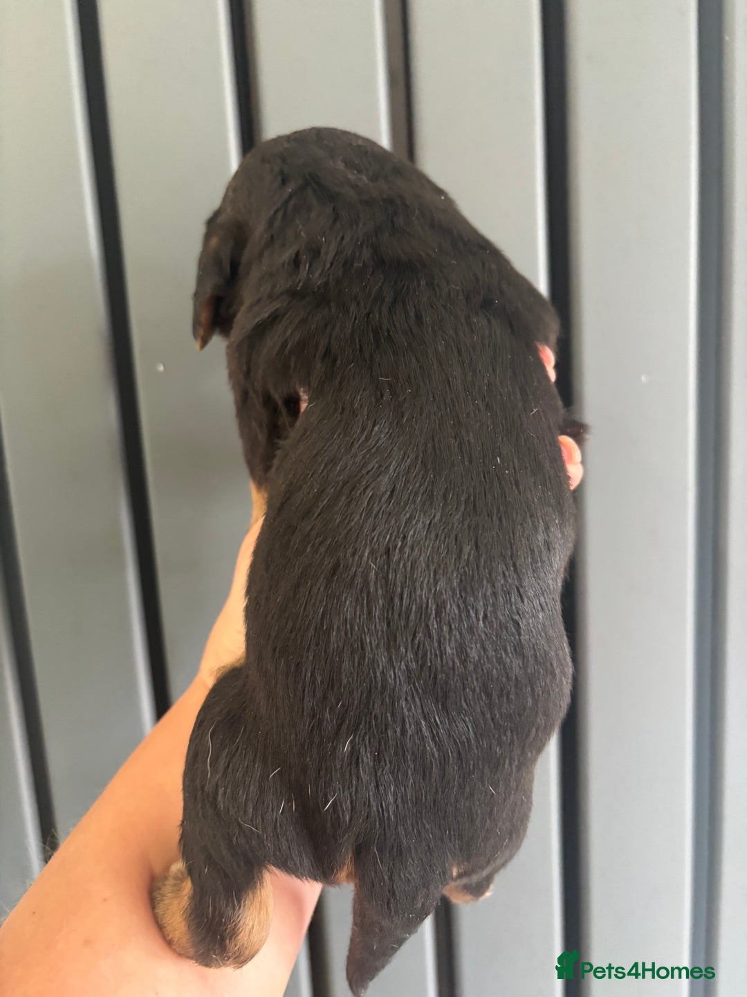 Mixed Breed dogs for sale: Beagle x poodle puppies  - Image 13