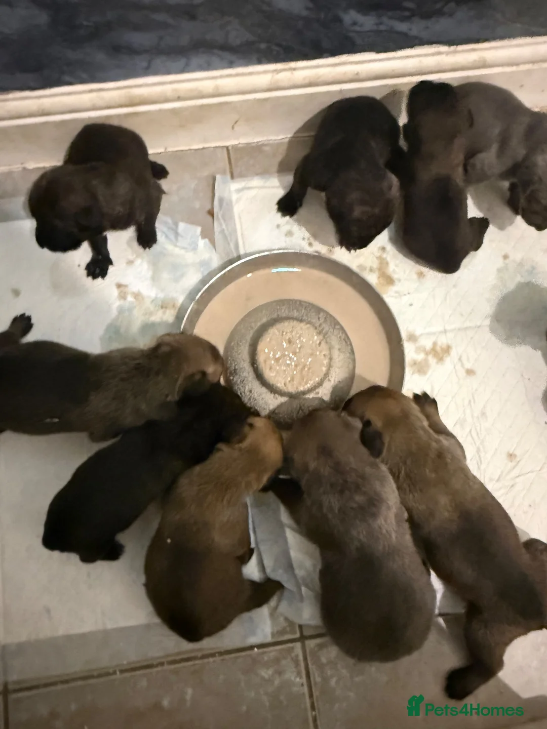 Mixed Breed dogs for sale: Only 9 left, blues, brindles, blacks and fawns - Advert 16