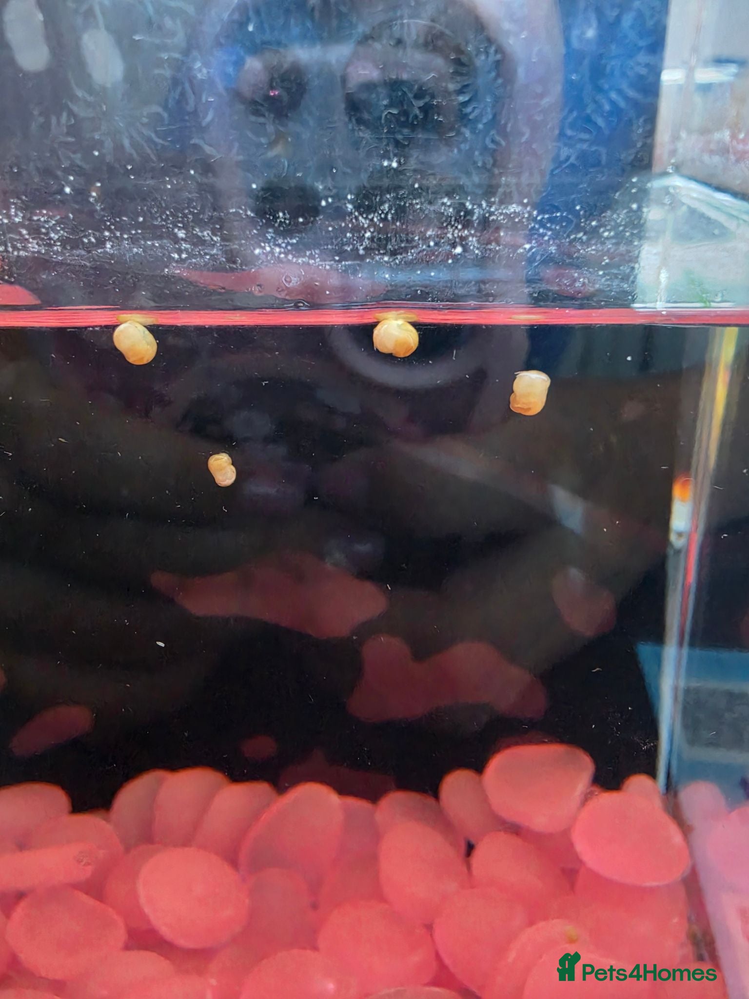Snails fish Baby apple snails  - Advert 1