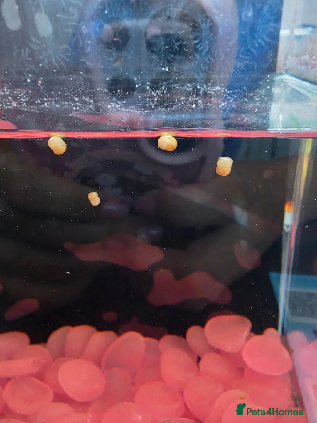 Snails fish for sale: Baby apple snails  in Chichester - Advert 1