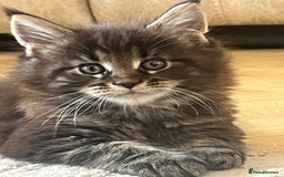 Maine Coon cats for sale: Beautiful Maincoon  - Image 1