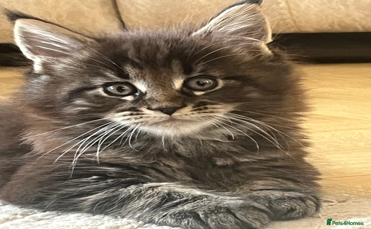 Maine Coon cats - Advert 13
