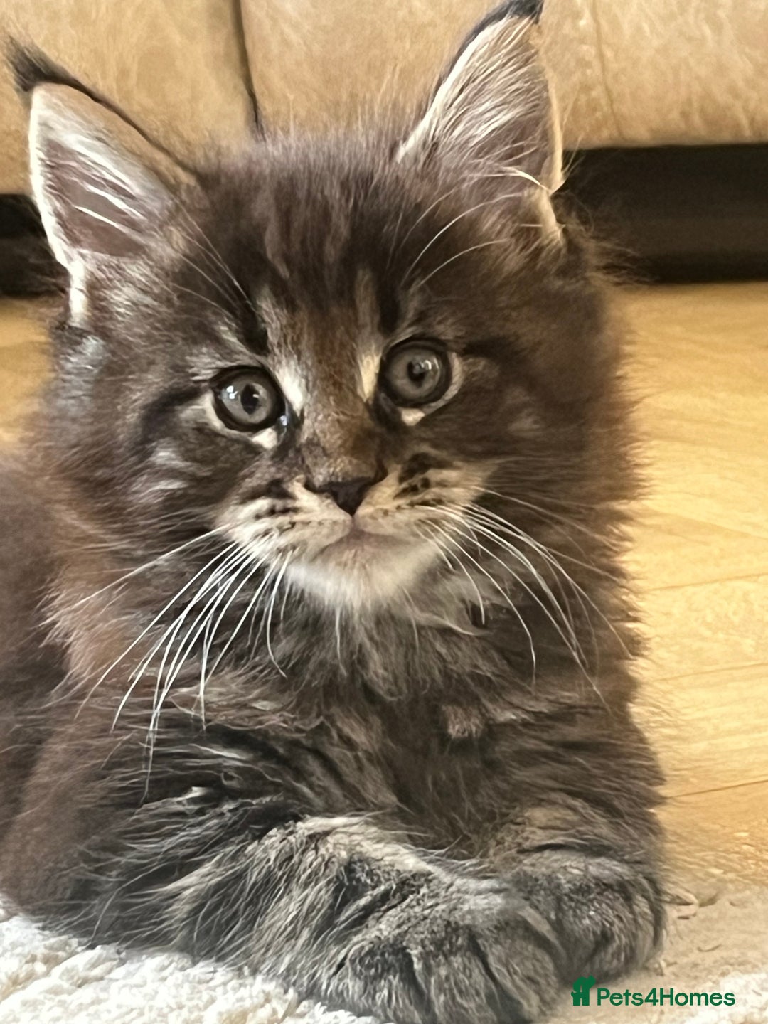 Maine Coon cats for sale: Beautiful Maincoon  - Image 1