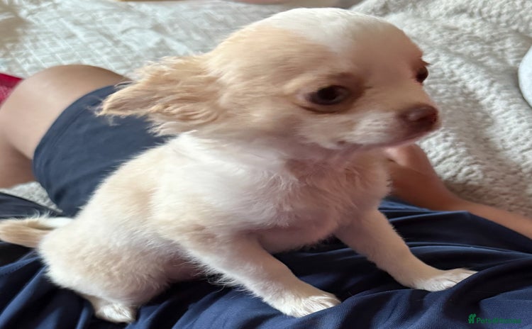 Chihuahua dogs - Advert 2
