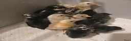 Chickens poultry for sale: Serama chicks - Advert 3