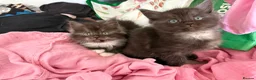 Maine Coon cats for sale: Mainecoon cross kittens ready now  in Edinburgh - Advert 11