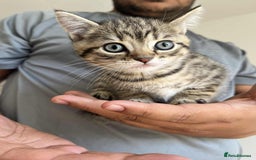 Mixed Breed cats for sale: Adorable boys kittens 3 x Silver Tabby 1x Tabby - Image 5