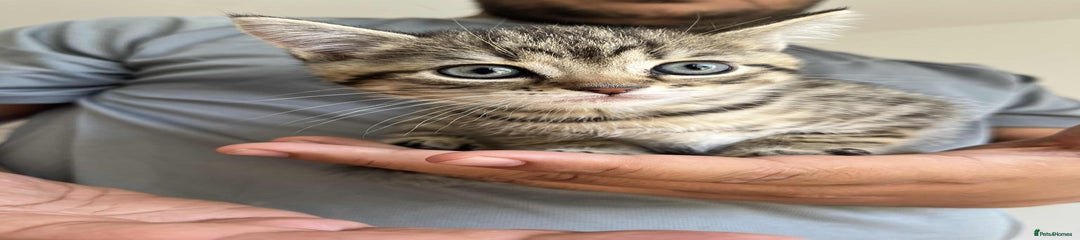Tabby