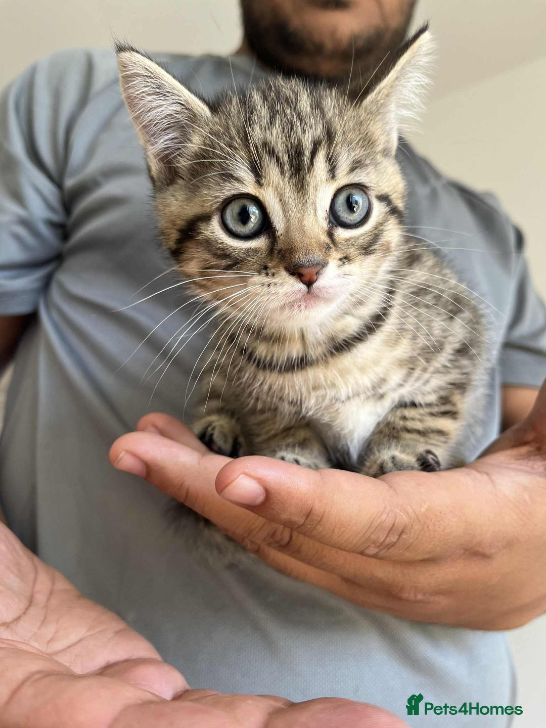 Mixed Breed cats for sale: Adorable boys kittens 3 x Silver Tabby 1x Tabby - Image 5