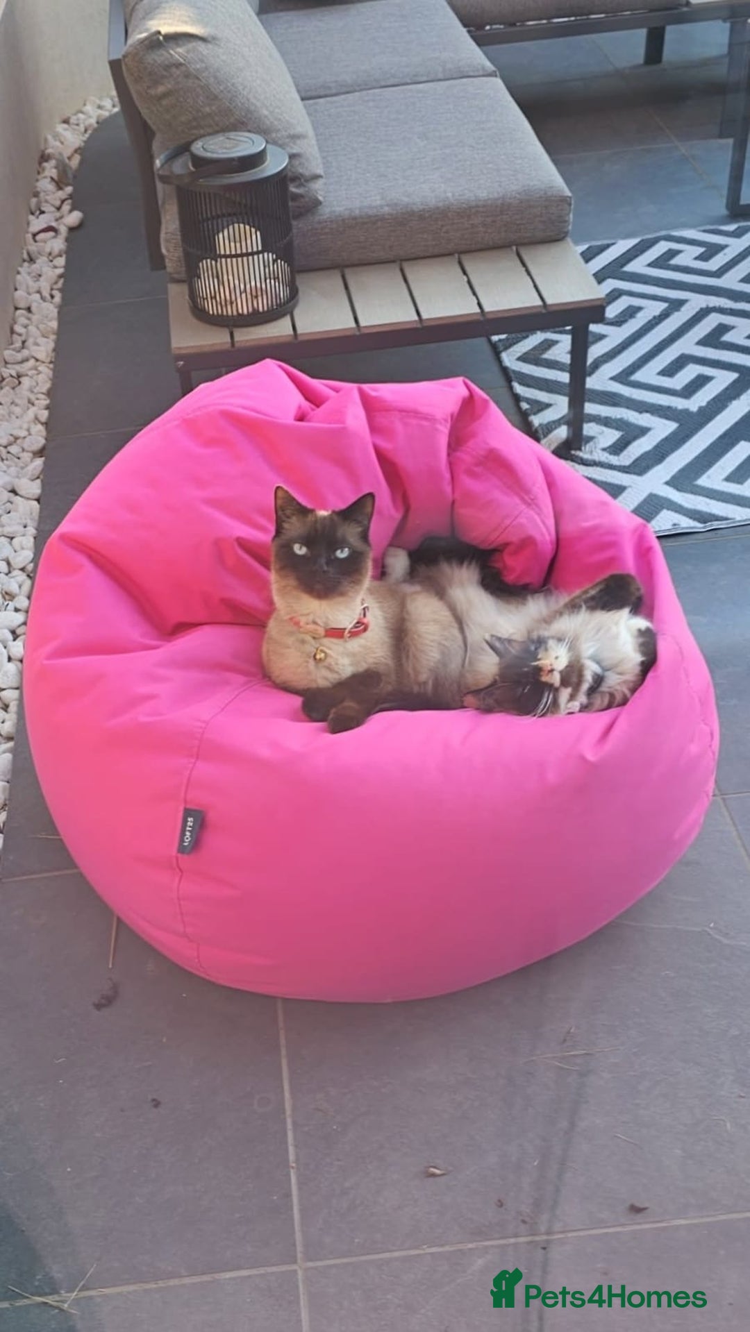 Mixed Breed cats for sale: Beautiful mixed part Siamese kittens  - Image 11
