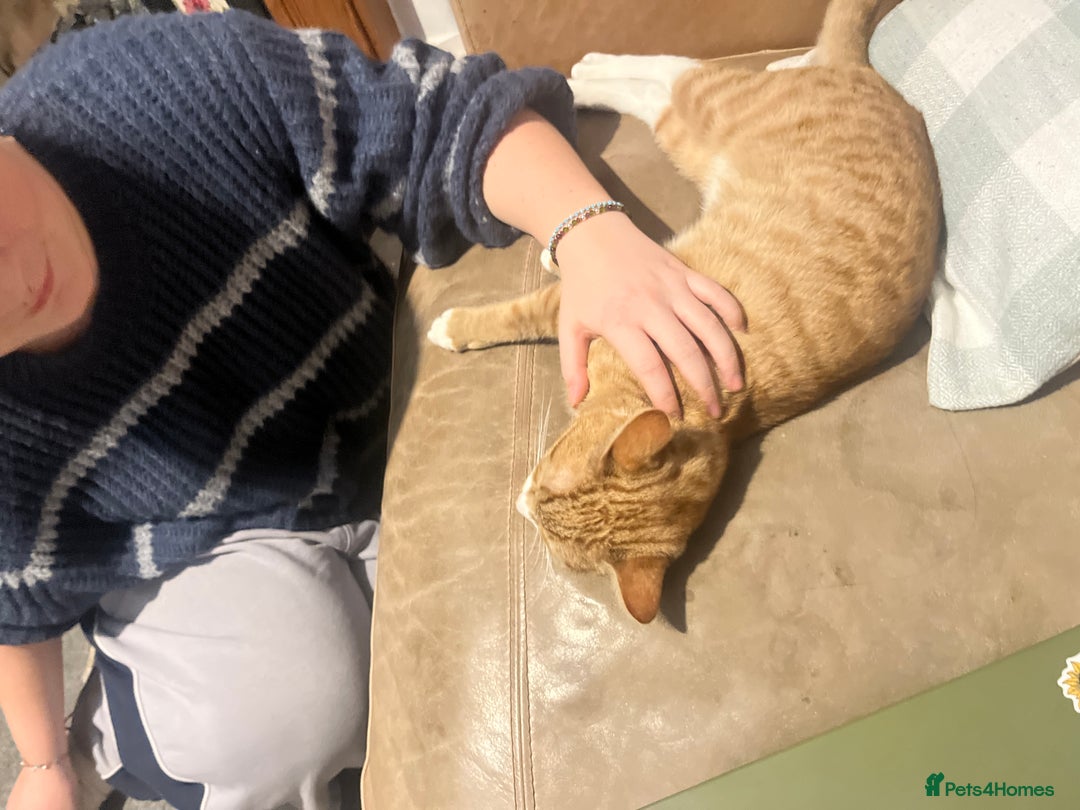 Toyger cats for sale: Male kitten(Need Gone ASAP) - Advert 2