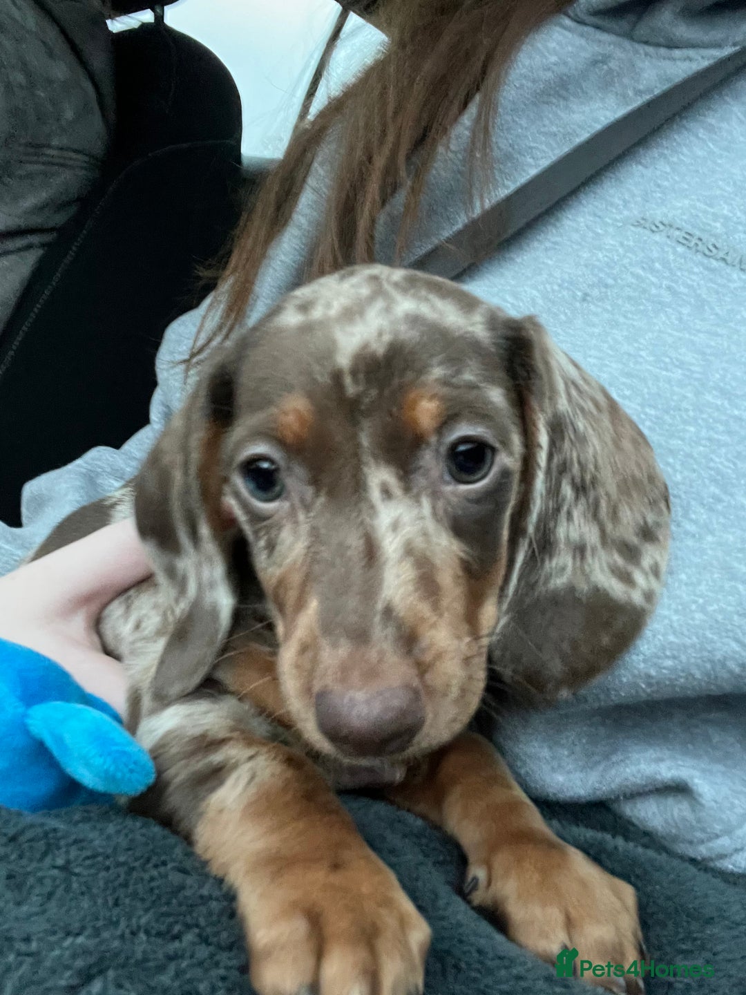 Dachshund dogs for sale: mini dapple dachshund girl - Image 2