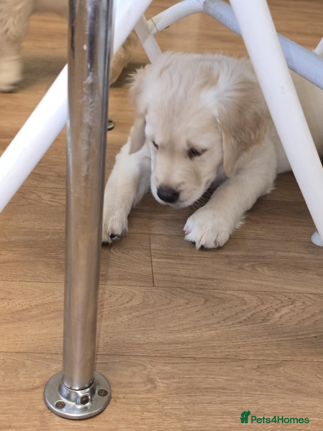 Golden Retriever dogs for sale: Beautiful KC Golden Retriever Babies  - Image 4