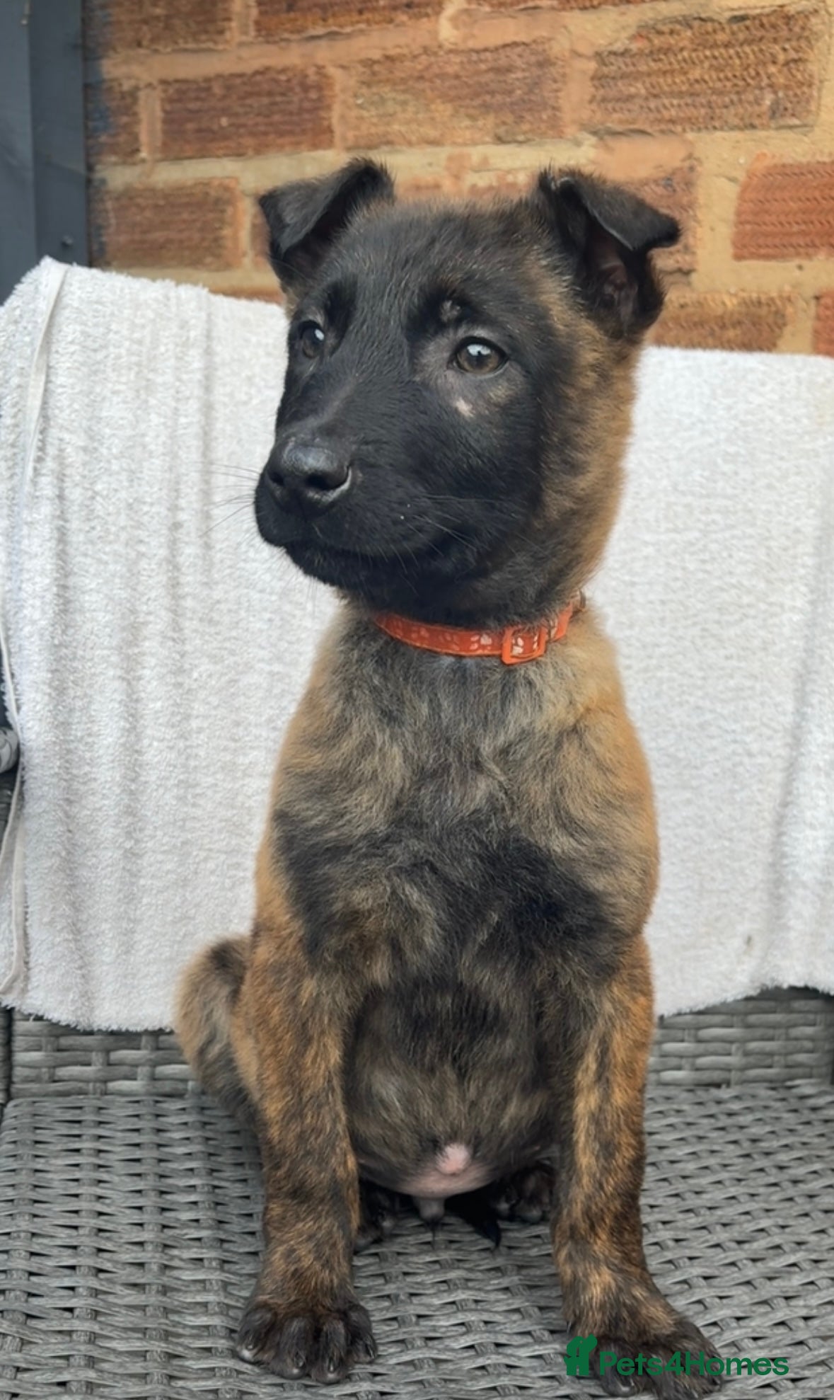 Mixed Breed dogs Dutch herder x Belgium malinois  - Advert 1