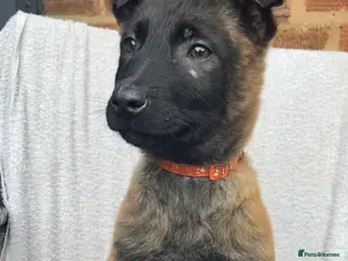 Mixed Breed dogs Dutch herder x Belgium malinois - Advert 1