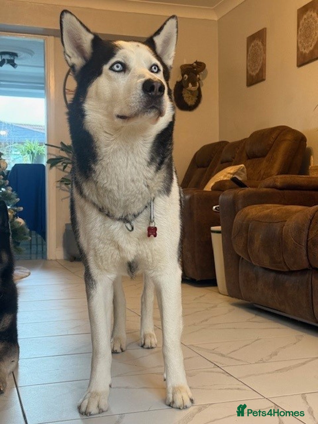 Siberian Husky dogs for stud: Siberian Husky For First Time Stud - Advert 2