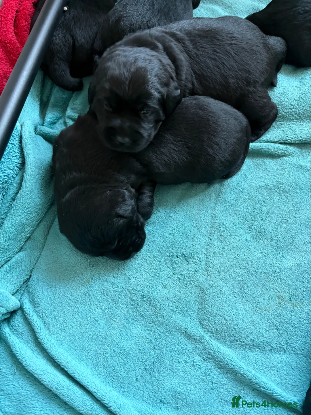 Goldador dogs for sale: Beautiful Chunky Labrador puppies in Stoke-on-Trent - Advert 10