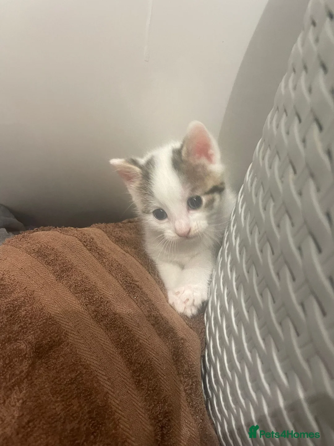 Mixed Breed cats for adoption: Rescue kittens  in Halesowen - Advert 2