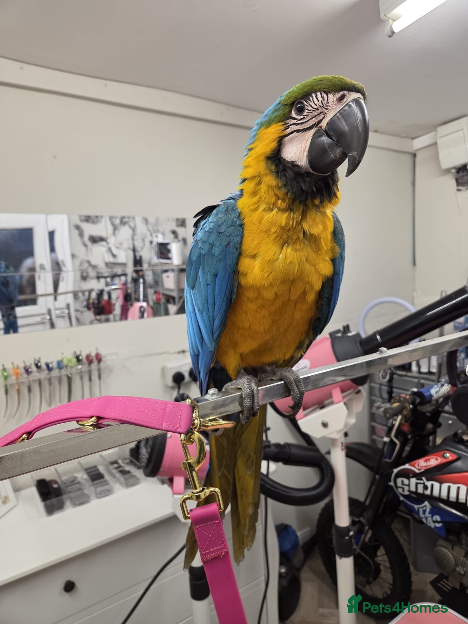 Macaws birds Blue and gold macaw young  - Advert 2
